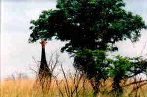 tolles Giraffenfoto