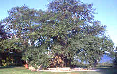 Der Große Baobab bei Tzaneen